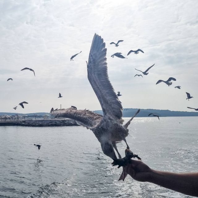 From Poreč: Boat Day Trip to Rovinj With Fish Lunch - Highlights and Experiences