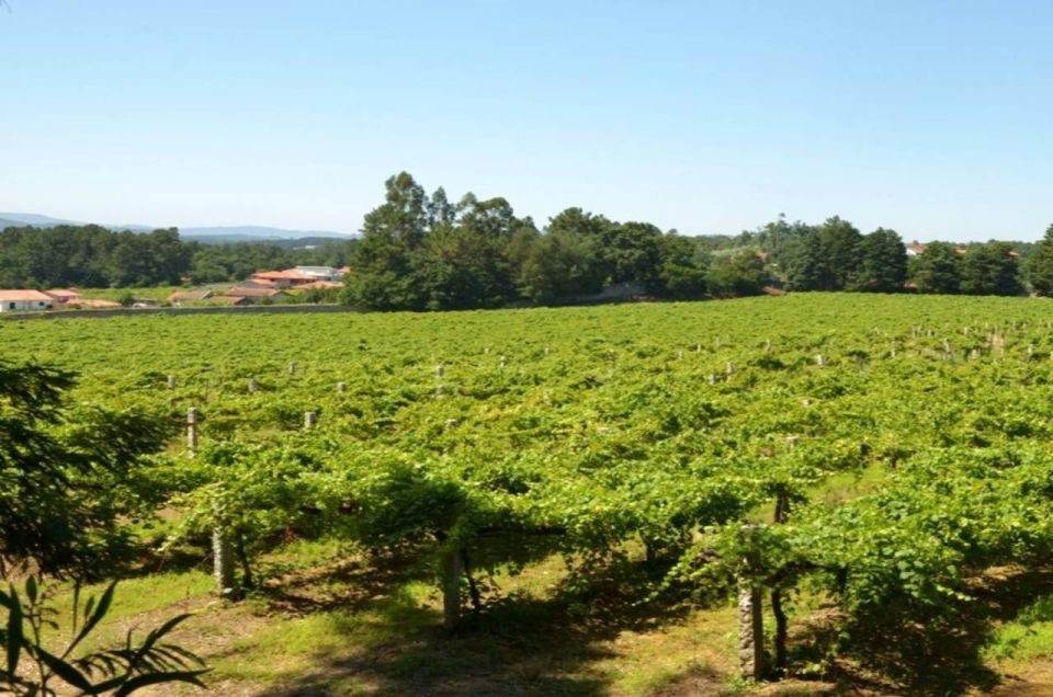 From Porto: Monção Wineries Tour With Wine Tastings - Palácio Da Brejoeira