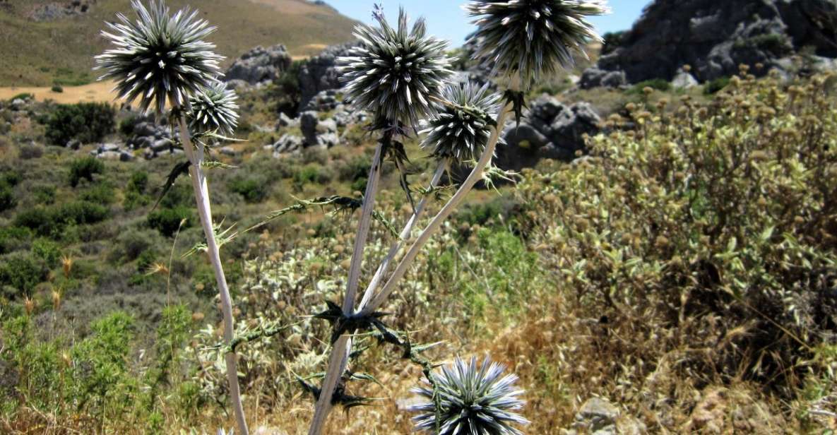 From Rethymno: Preveli Palm Forest Hike and Beach Day Trip - Itinerary Details