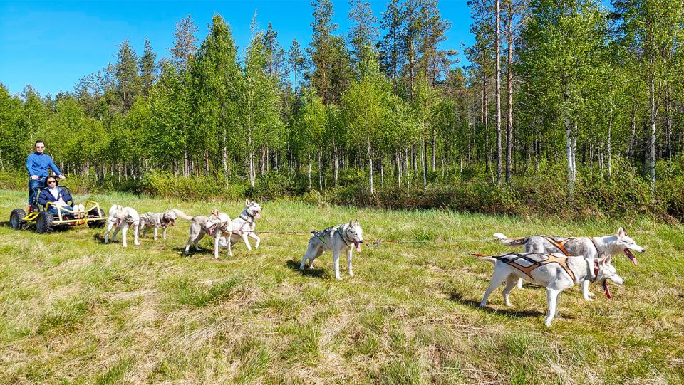 From Rovaniemi: Autumn Husky Safari Adventure - Pricing and Reservations