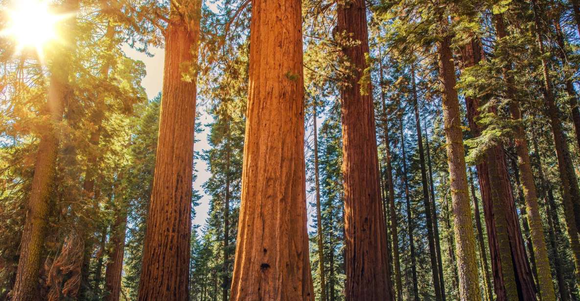 From San Francisco: Muir Woods Guided Bus Tour - Itinerary Details