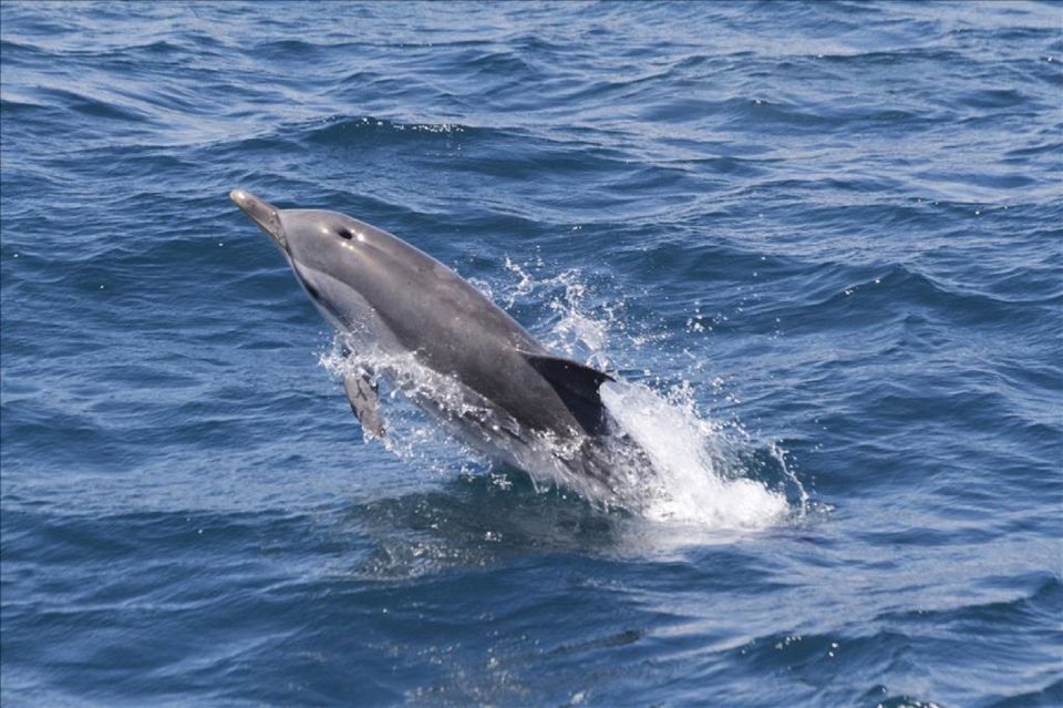 From Seville: Gibraltar Dolphins Watching Day Trip - Itinerary and Duration