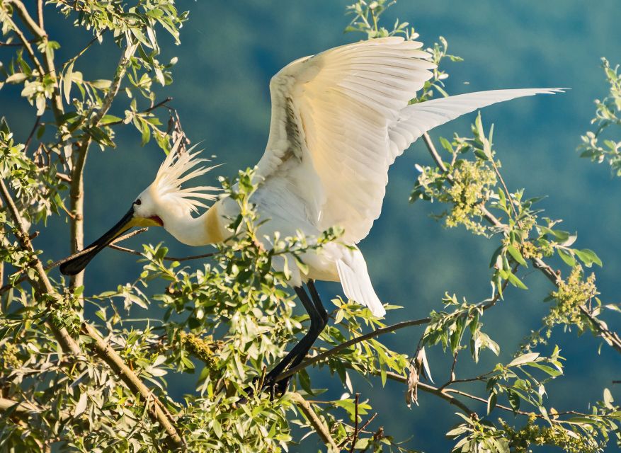 From Thessaloniki: Private Day Trip to Kerkini Lake - Nature and Wildlife