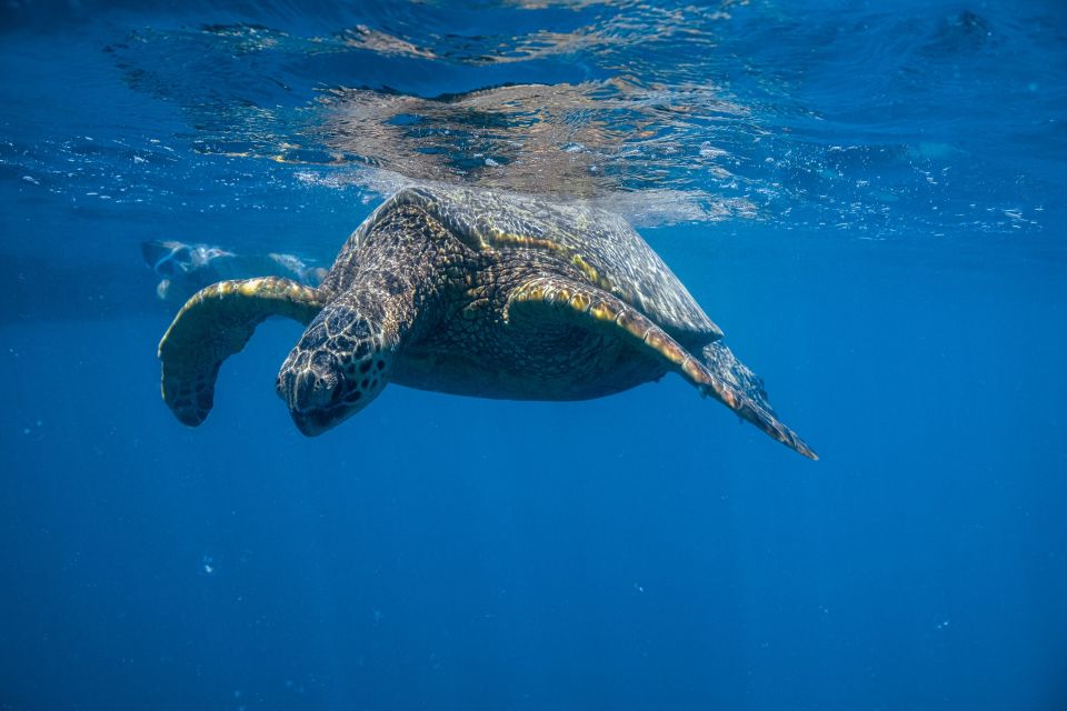 From Waikiki: Turtle Canyons Snorkeling Tour - Itinerary and Experience