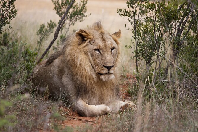 Full Day Big 5 Aquila Safari Private Transfers Including Park Fee From Cape Town - Inclusions and Highlights