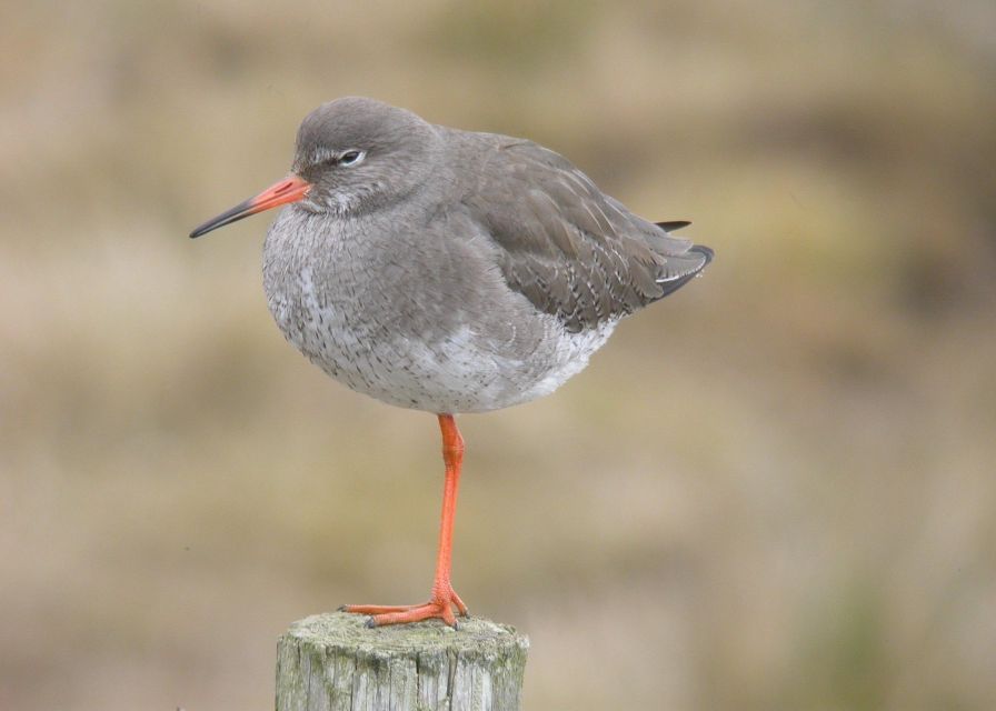 Full Day Birding - Highlights of the Experience