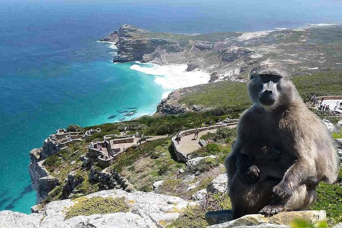 Full Day Cape Peninsula Tour in Private Car - Inclusions