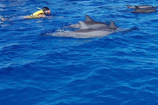 Full-Day Dolphin Watching Cruise in Mauritius - Itinerary Highlights