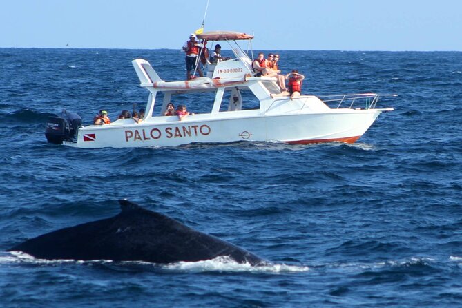 Full-Day Whale Watching Tour in Samana Bay From Cabeza De Toro - Whale Watching Experience