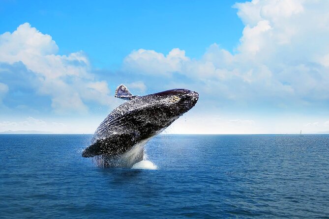 Full-Day Whale Watching Tour in Samana Bay From Punta Cana - Pickup and Accessibility