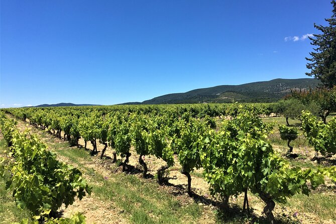 Full-Day Wine Tour Around Luberon From Marseille - Wine Tasting at Three Wineries