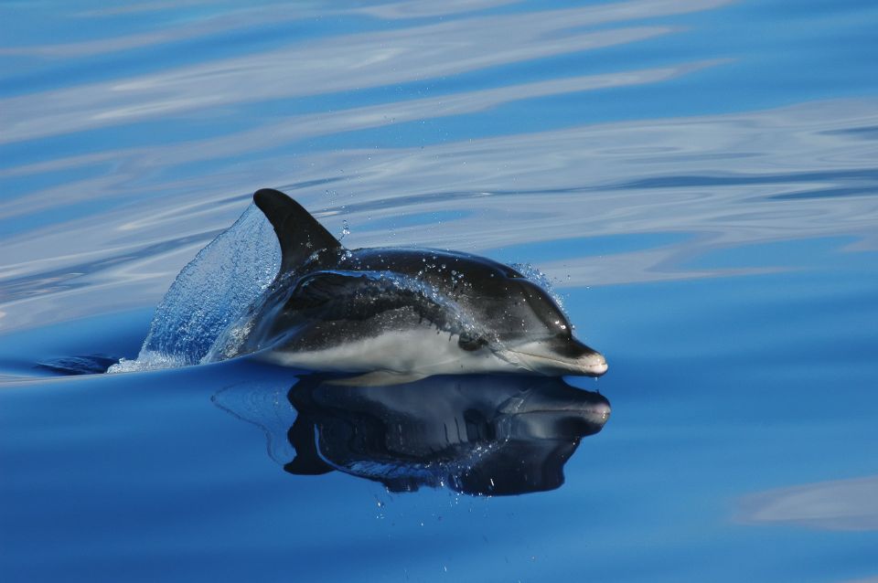 Funchal: Whale and Dolphin Watching Speed Boat Tour - Experience Highlights