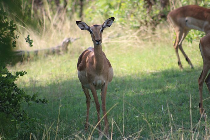 Game Drive in the Mosi Oa Tunya National Park - Livingstone - Highlights of Mosi Oa Tunya National Park