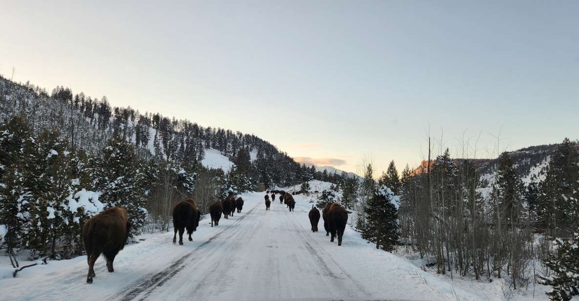 Gardiner: Yellowstone National Park Wildlife Guided Tour - Included in the Tour