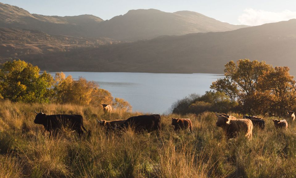 Glasgow and Scottish Lakes Tour in English - Highlights of the Tour