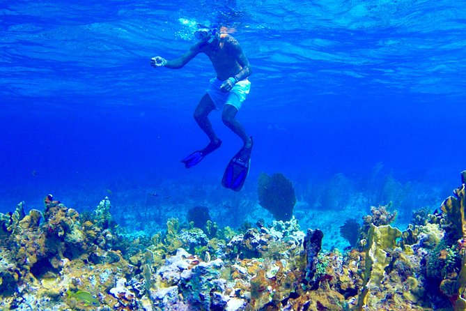 Glass Bottom Boat Ride/Snorkeling/Booby Cay Island From Negril - Snorkeling at the Coral Reef