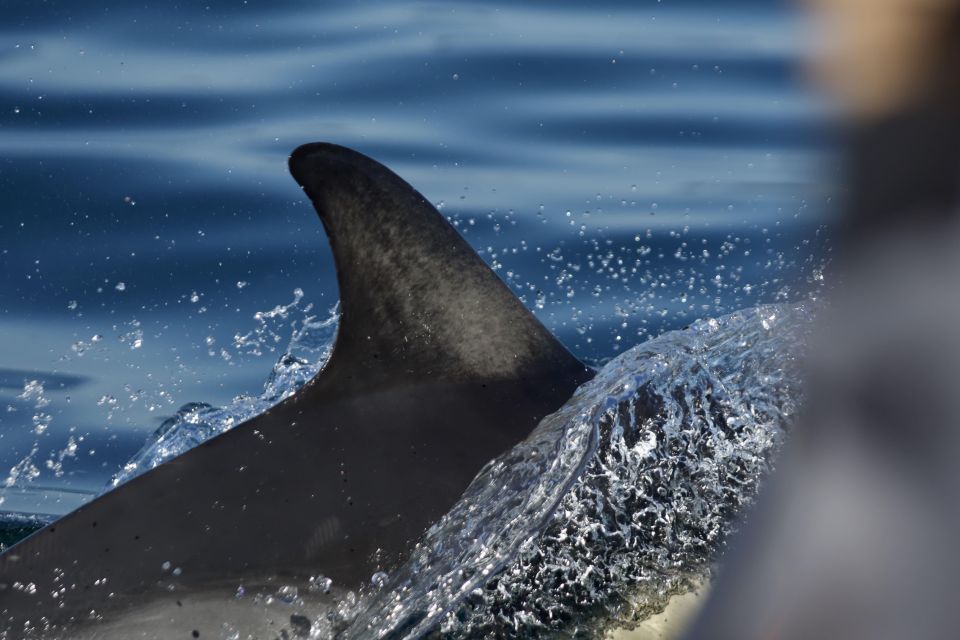 Godrevy to Hells Mouth Boat Trip - Highlights of the Exploration