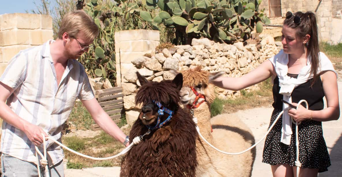 Gozo Alpaca Walks : With Feeding and Farm Visit - Experience Details