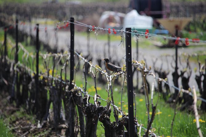 Grape to Glass Wine Experience - Cellar Tour and Wine-Making Process