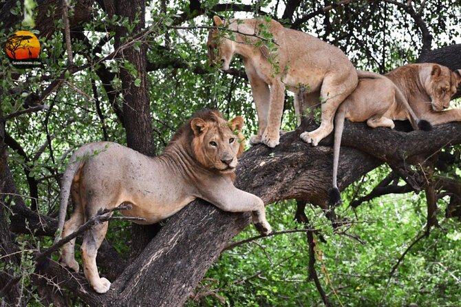 Group Safari 7 Days in Tanzanias Main Parks - Inclusions and Exclusions