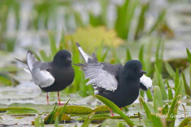 Guided Birdwatching Day Trip to the Danube Delta - Private Program - Inclusions and Exclusions