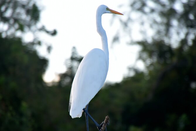 Guided Boat Tour of New Orleans Bayou and Wildlife - Inclusions and Logistics