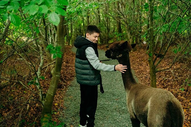 Guided Scenic Alpaca Trekking Experience Northern Ireland - Meeting Point Location