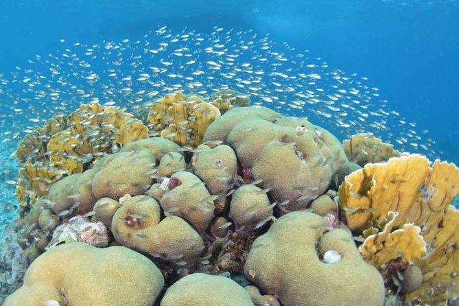 Guided Shore Dive on One of Our House Reefs for Certified Divers. - Inclusions for the Experience