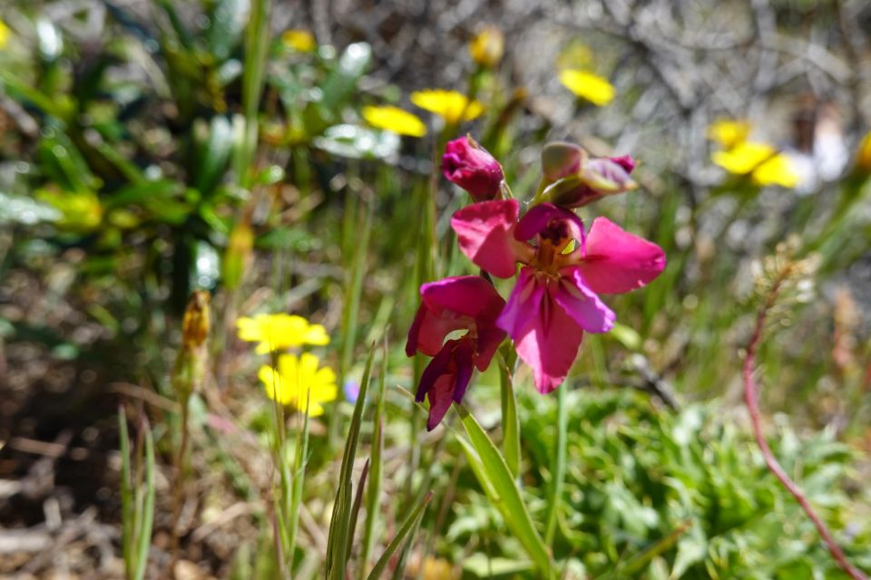 Guided Walk+Picnic: Western Algarve's Wild Beauty - Highlights of the Trail