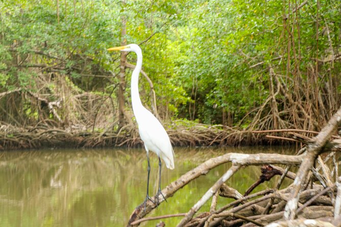 Haitises National Park and Montaña Redonda (Full Day) - Pickup Information