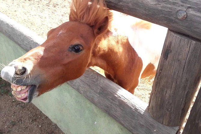 Half-Day Aruba Animal Sanctuary Guided Tour - Interaction With Animals