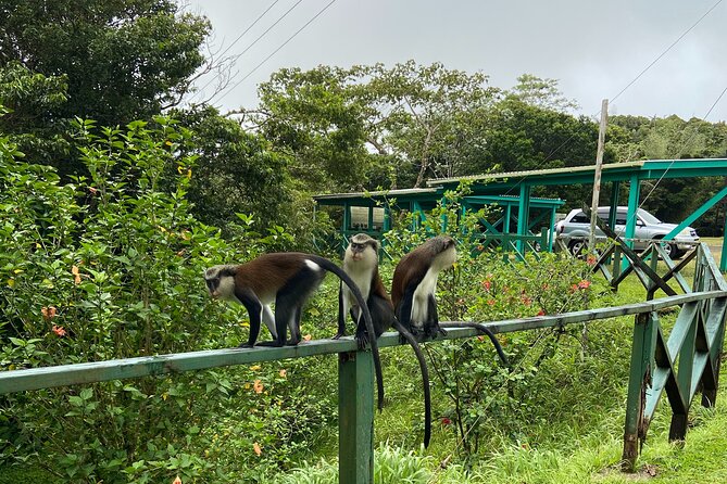 Half Day Grenada Seven Sisters, Grand Etang Nature Center Hiking Tour - Inclusions