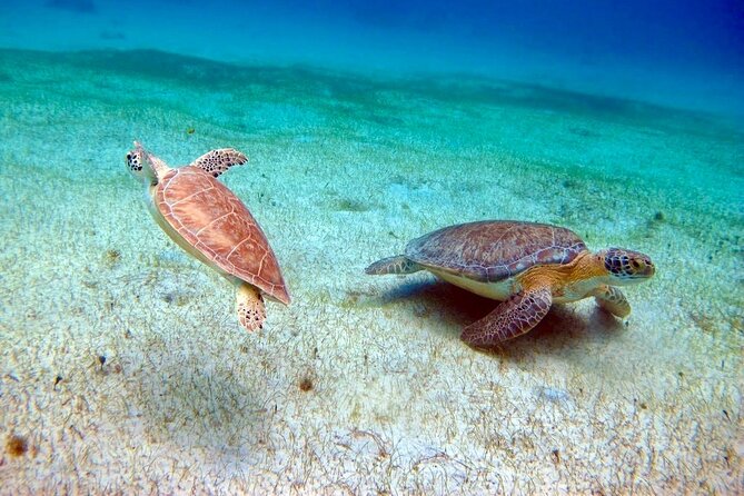 Half Day Luxury Catamaran Turtle Snorkel And Beach - Meeting Point