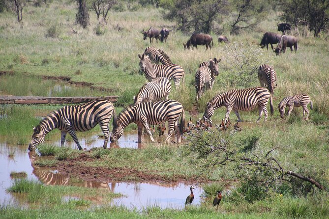 Half-Day Nairobi National Park and Maasai Market With Pick up - Booking Information