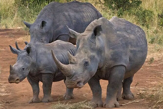 Half Day Nairobi National Park Tour With Admission - Pickup and Drop-off Details