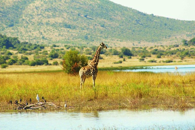 Half Day Safari From Johannesburg - Tour Inclusions and Specifications