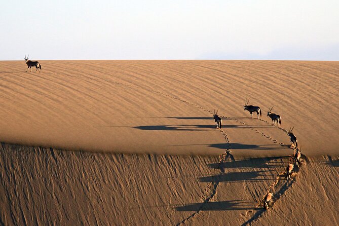 Half-Day Sandwich Harbour Tour From Walvis Bay With Lunch - Delight in Lunch Offerings