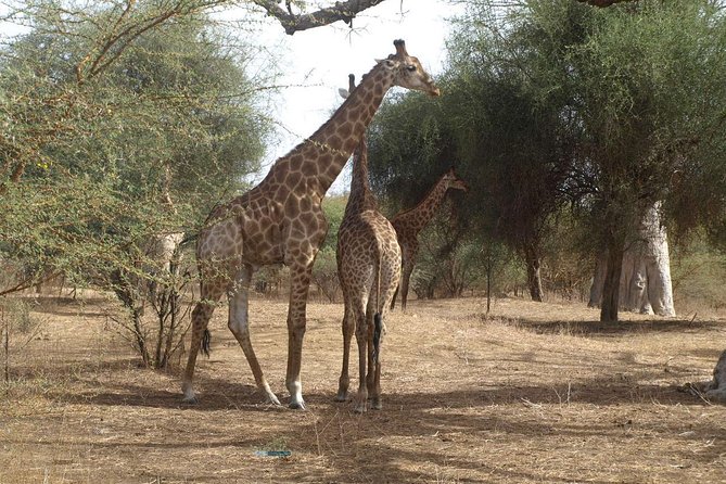 Half-Day Somone Lagoon and Bandia Park Safari From Dakar - Safari Experiences