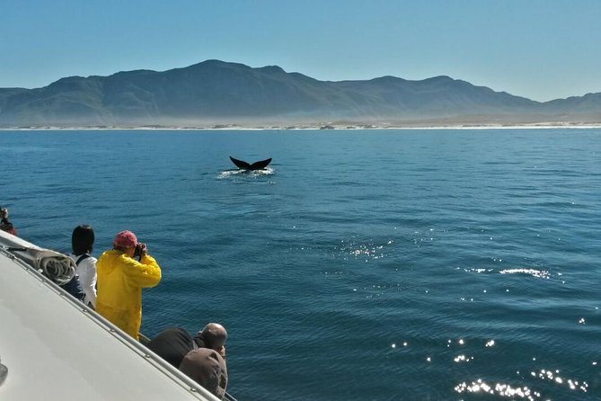 Hermanus Whale Watching Shared Boat Trip and Private Wine Tour From Cape Town - Onboard Refreshments and Sightings