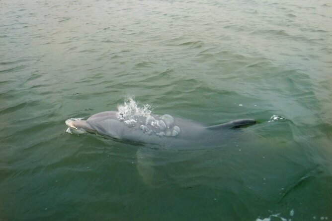 Hilton Head Island Dolphin Boat Cruise - Tour Details