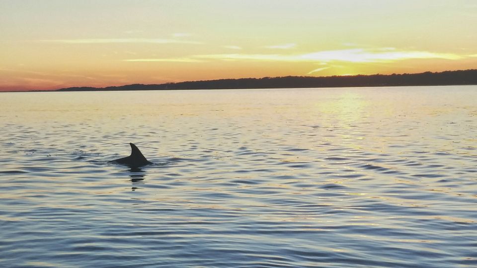 Hilton Head Island: Dolphin Watching 3-Course Dinner Cruise - Dining Experience