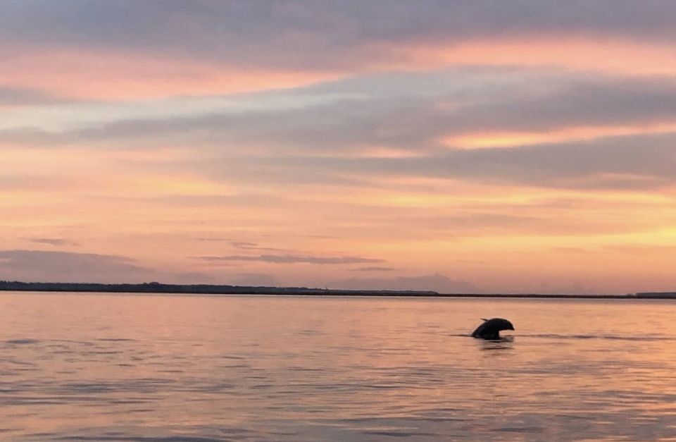 Hilton Head Island: Sunset Dolphin Watching Tour - Experience Highlights