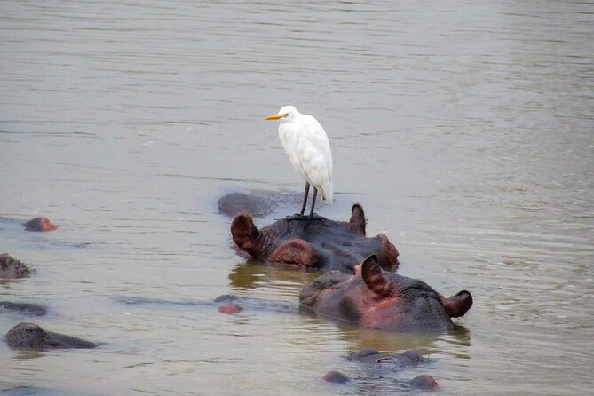 Hippo and Croc Boat Cruise in Saint Lucia With Pick-Up - Personalized Small-Group Tour Experience