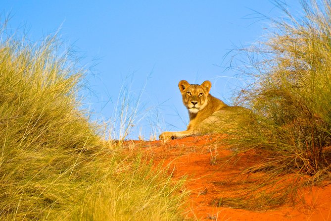 Hluhluwe Imfolozi Safari Day Tour From Durban - Tour Details