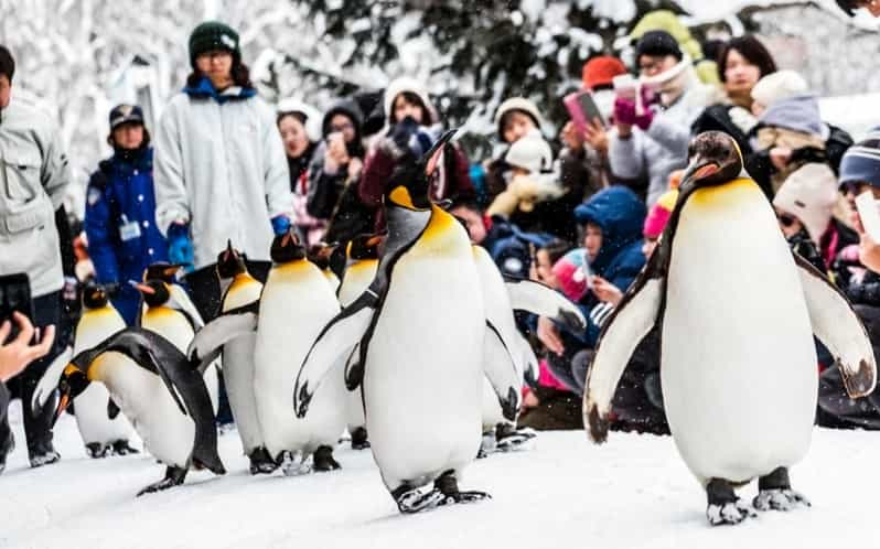 Hokkaido: Asahiyama Zoo, Biei, and Ningle Terrace Tour - Itinerary Highlights