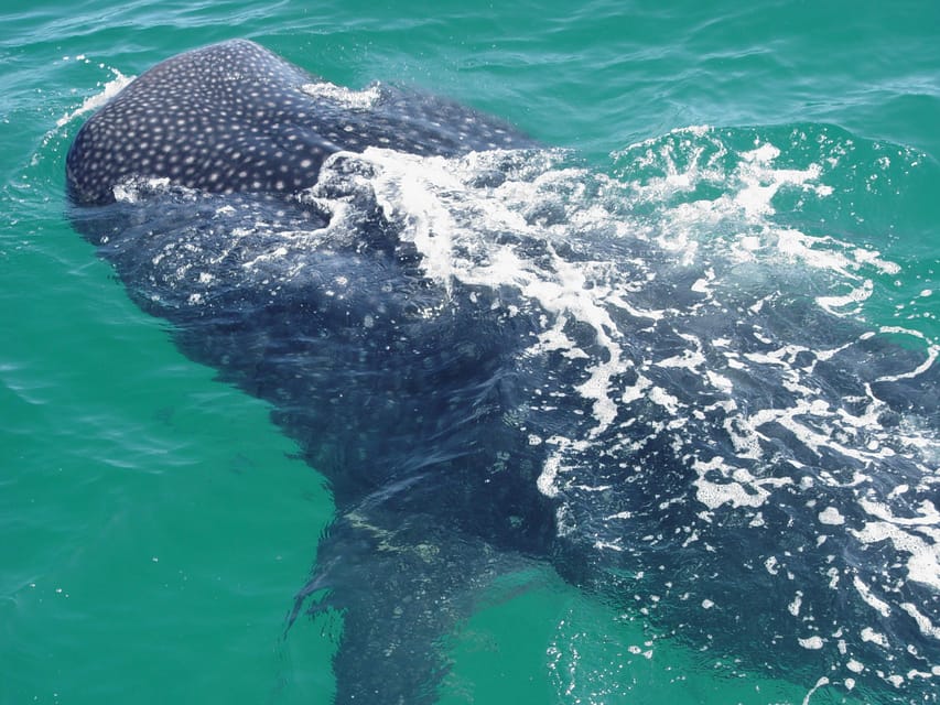 Holbox: Swimming With Wild Whale Sharks Boat Trip - Live Tour Guide