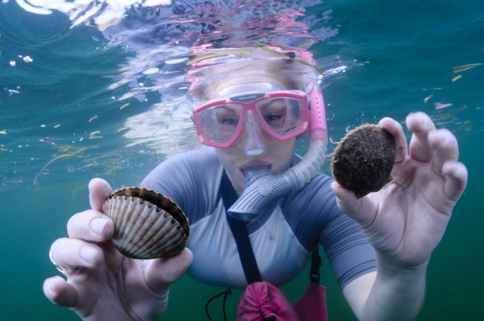 Homosassa: Snorkel & Scallop Hunt in Gulf of Mexico - Experience Highlights