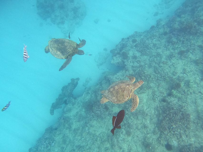 Honolulu: Snorkel With Turtles, Water Scooter, Paddleboard - Reservation and Transportation