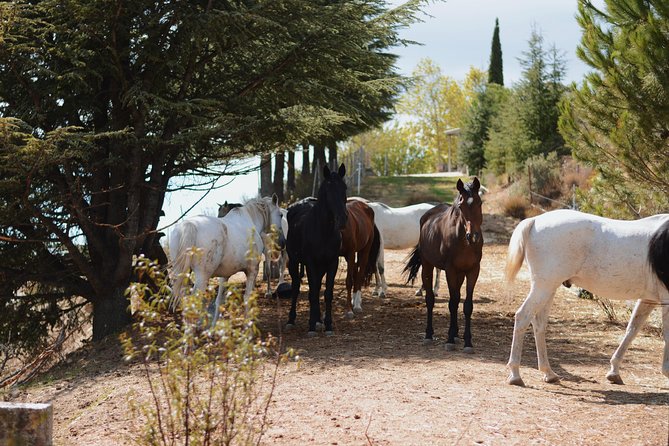 Horse Riding Madrid Natural Park (long Trip) - Trail Conditions and Requirements