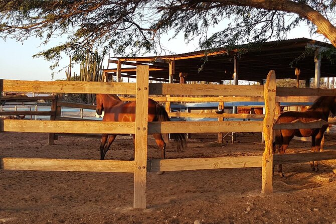 Horseback Riding Wariruri Beach Tour in Aruba - Whats Included in the Experience